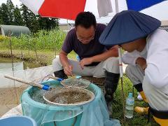 Professional breeder-guided Koi farm tour in the sanctuary of Nishikigoi Two men are examining fish in nets and buckets at a koi farm, guided by a professional breeder.