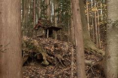 A small, weathered shrine rests atop a pile of fallen leaves and debris in a dense forest.