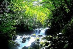 Refresh yourself by confronting nature in a mysterious land covered with primeval forests and moss. Meditation experience plan A cascading waterfall flows through a lush, green forest with sunlight dappling through the leaves.