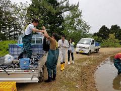 Professional breeder-guided Koi farm tour in the sanctuary of Nishikigoi A group of people in waders and a white truck are by a pond on a sunny day, suggesting a koi farm activity.