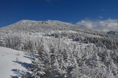 A snow-covered mountain slope is filled with snow-laden pine trees under a bright blue sky with some clouds.