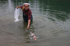 Professional breeder-guided Koi farm tour in the sanctuary of Nishikigoi A man in waders and a headband is in shallow water with a koi fish.