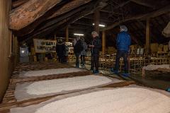 A group of tourists in a traditional Japanese brewery observes the process of koji production, with rice spread out on wooden platforms.