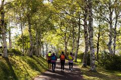 Visit the Spring Water Flowing into Lake Shirakaba and Experience the Origins of Our Connection with Nature – Private Guided Canoe Tour Four people wearing life vests walk on a path through a birch forest with sunlight filtering through the leaves.