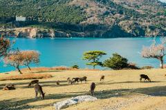 A herd of deer graze on a grassy hill overlooking a vibrant blue bay, with a forest-covered mountain and a building in the background.