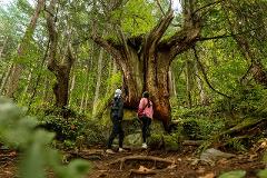 Refresh yourself by confronting nature in a mysterious land covered with primeval forests and moss. Meditation experience plan Two hikers gaze at an ancient, gnarled tree in a mossy, primeval forest.