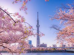 Tokyo Asakusa Half Day Walking Tour with Local Guide A serene view of cherry blossoms framing the Tokyo Skytree and cityscape over a calm river.
