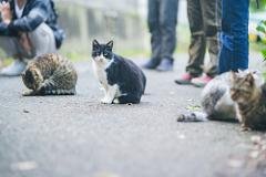 A black and white cat sits on a paved path, looking towards the camera while other cats and people are blurred in the background.