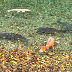 A group of colorful koi swim in a clear river with fallen autumn leaves scattered on the riverbed.