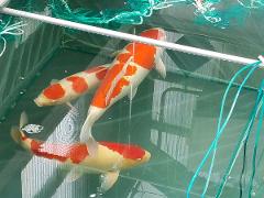 Professional breeder-guided Koi farm tour in the sanctuary of Nishikigoi Three colorful koi fish swim in a netted enclosure with green netting and blue ropes visible in the foreground and background.