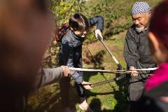 People are working together outdoors, pruning a plant with pruning shears.