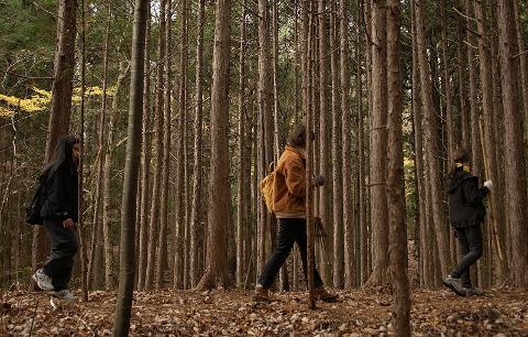 Three people walk through a dense forest path, with fallen leaves covering the ground and tall, straight trees lining the way.