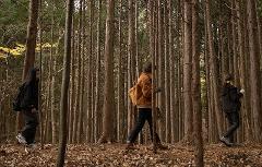 Three people walk through a dense forest path, with fallen leaves covering the ground and tall, straight trees lining the way.
