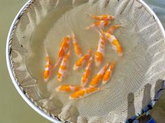 Professional breeder-guided Koi farm tour in the sanctuary of Nishikigoi A net full of koi fish, some with orange and white markings, are swimming in shallow, murky water.