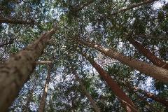 A low-angle shot looks up through a dense forest canopy where tall trees with rough bark and green foliage dominate the frame against a bright sky.
