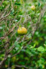 A close-up of a yellow fruit hanging from a tree branch, surrounded by green leaves and other branches.