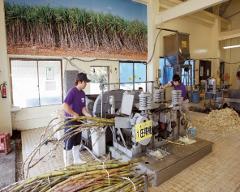 Dois trabalhadores estão processando cana-de-açúcar com uma grande máquina dentro de um prédio, com um canavial ao fundo visível através das janelas.