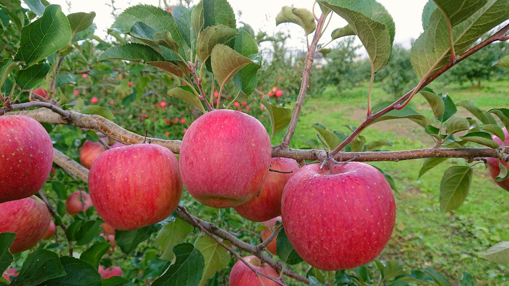 Fruit Harvesting Experience at Iizaka, Fukushima!「Fruit tree owernship scheme」(Annual Contracta are Limited to 2 People)