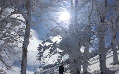 Snow-covered trees create a stunning winter landscape, with the sun shining through the branches and a couple of people walking in the distance.