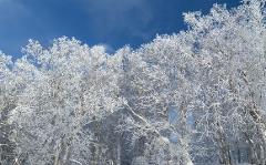 The image showcases a landscape of trees heavily laden with rime ice under a clear, bright blue sky.