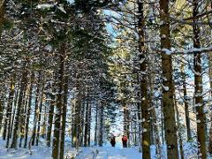 A winter scene in a forest with snow-covered trees, and two figures are visible in the distance.