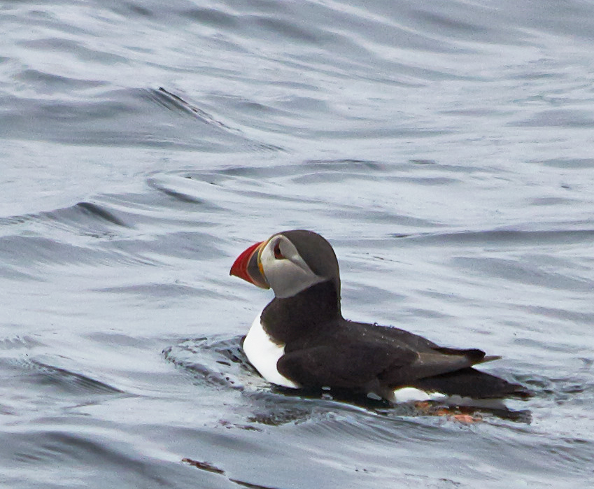 Puffin road trip