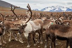 Reindeer corral at the mountains