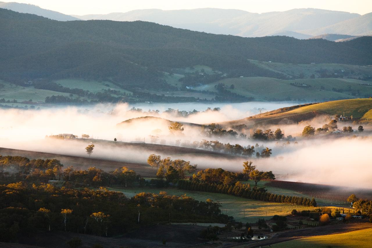 Yarra Valley Adventure - Rainforest Hike and Winery Tour