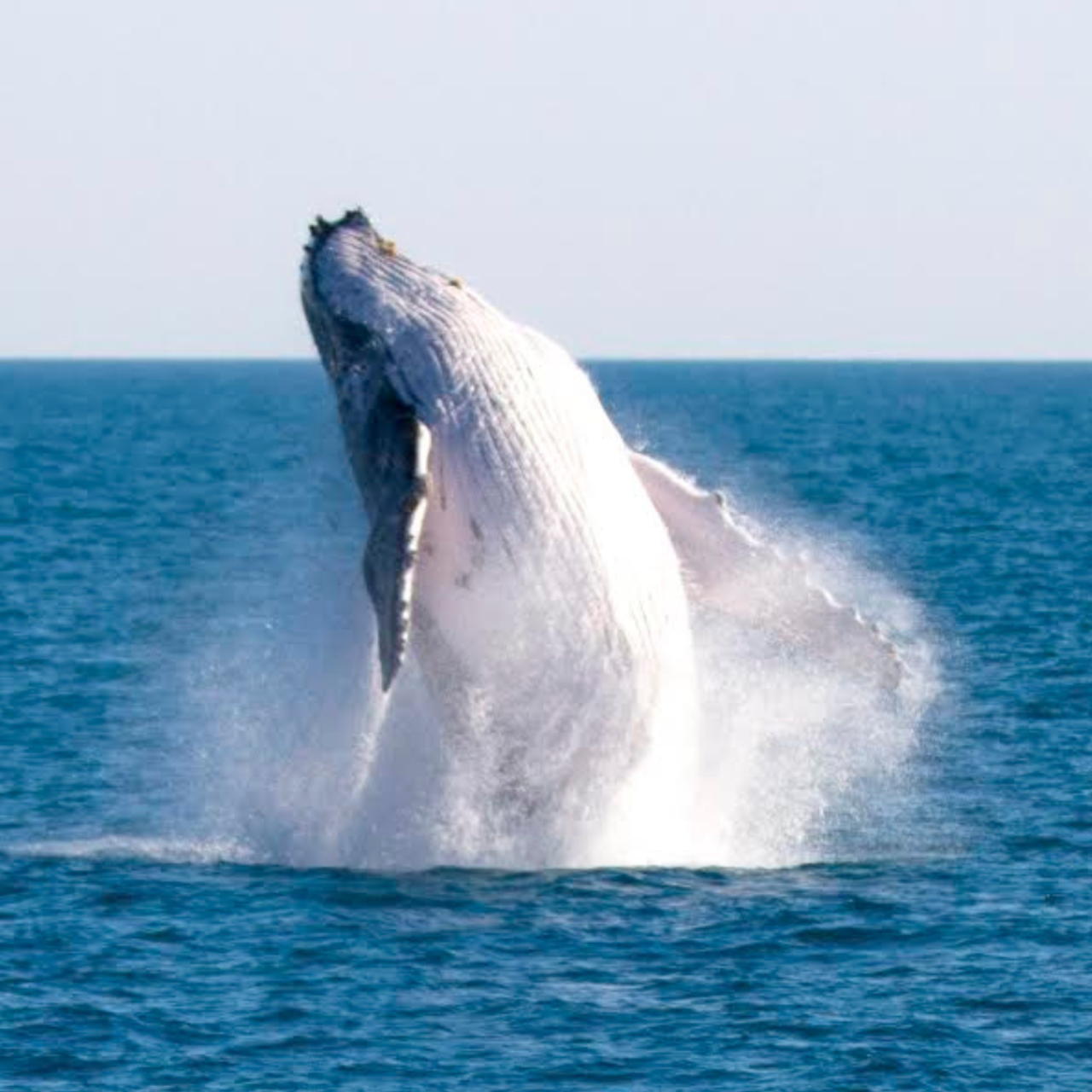 Whale Watching Sunset Cruise - Coach Transfer