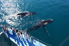 Whale Watching Sunset Cruise - Coach Transfer