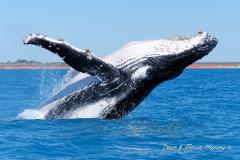 Whale Watching Morning Cruise - Self Drive Gantheaume Beach 8:25AM