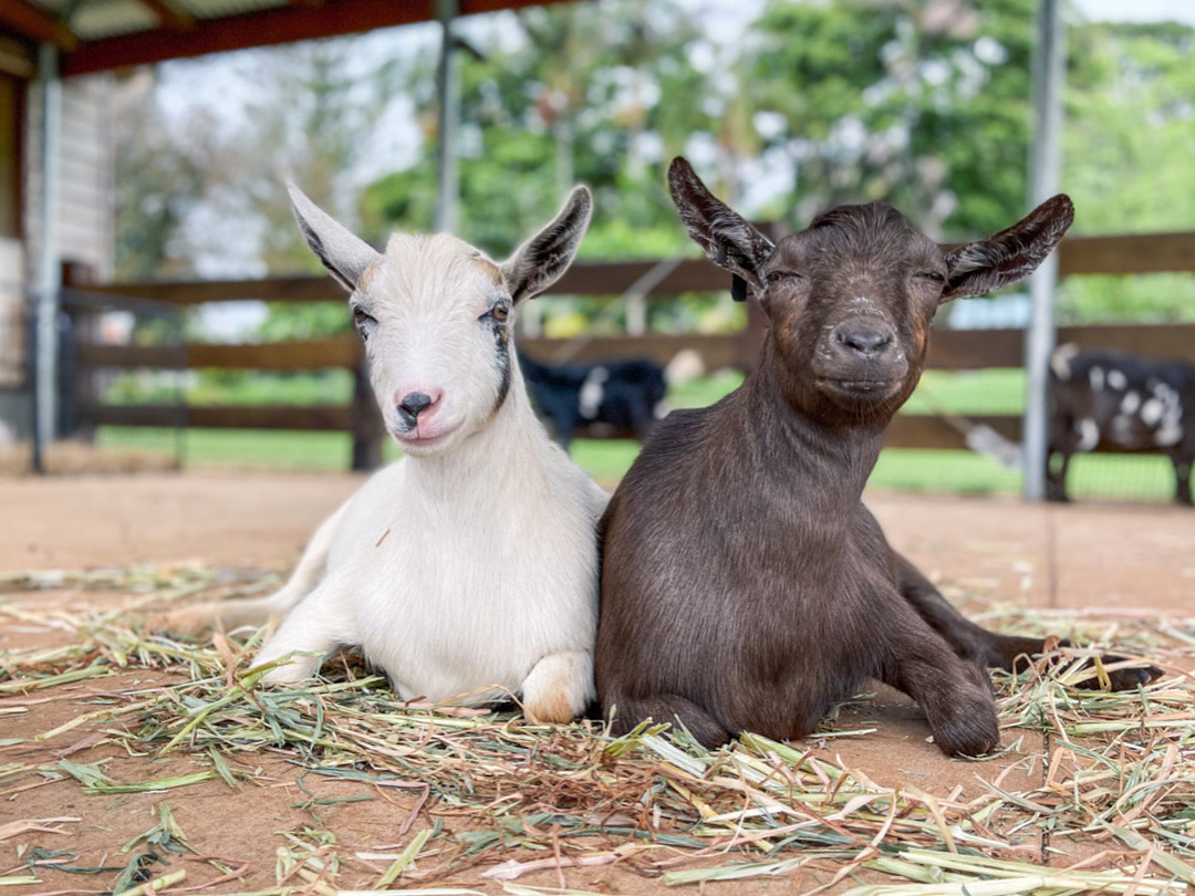 Paddock Encounters