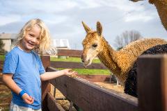 Alpaca Feeding