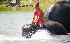 Swim with Elephant 1 Hour