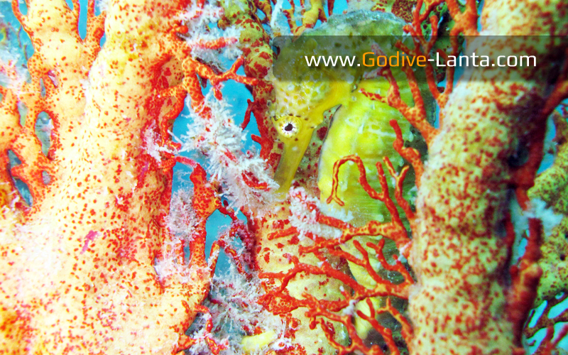 Diving & Snorkelling Trip : Southern Islands on Big Boat