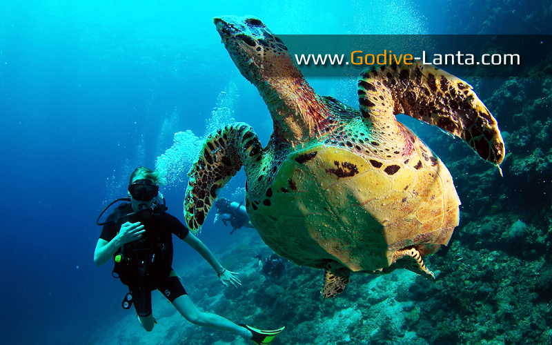 Diving & Snorkelling Trip : Koh Bida on Big Boat