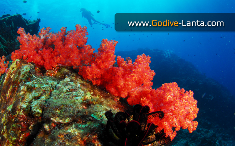 Diving Trip : Hin Deang - Hin Muang on Speed Boat