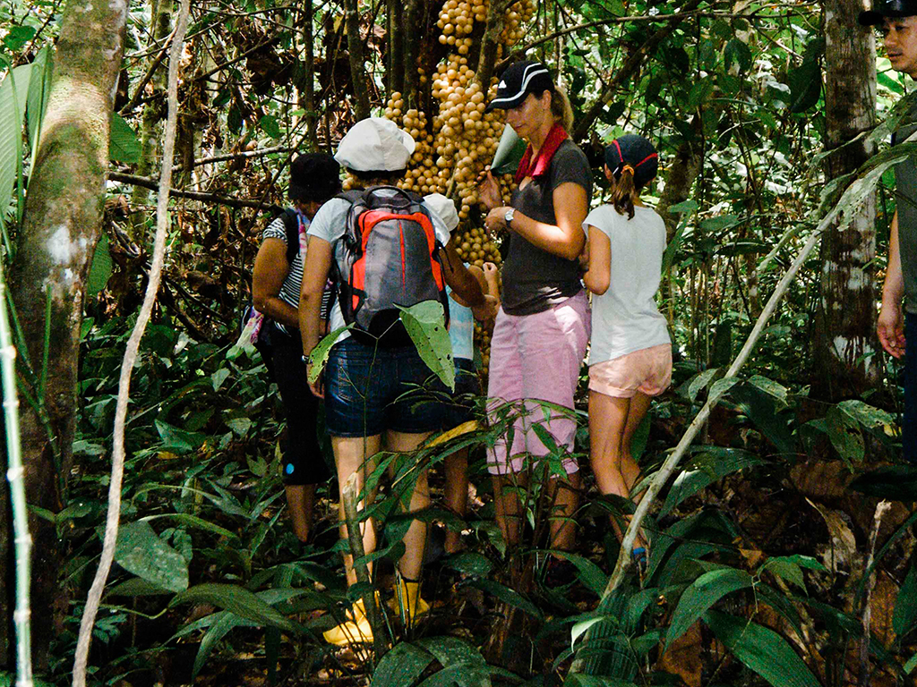 Rainforest Discovery (Day Trip)