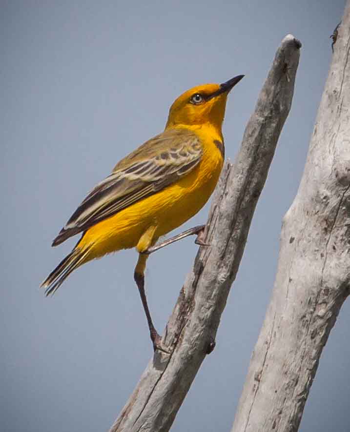 Birdwatching Charter