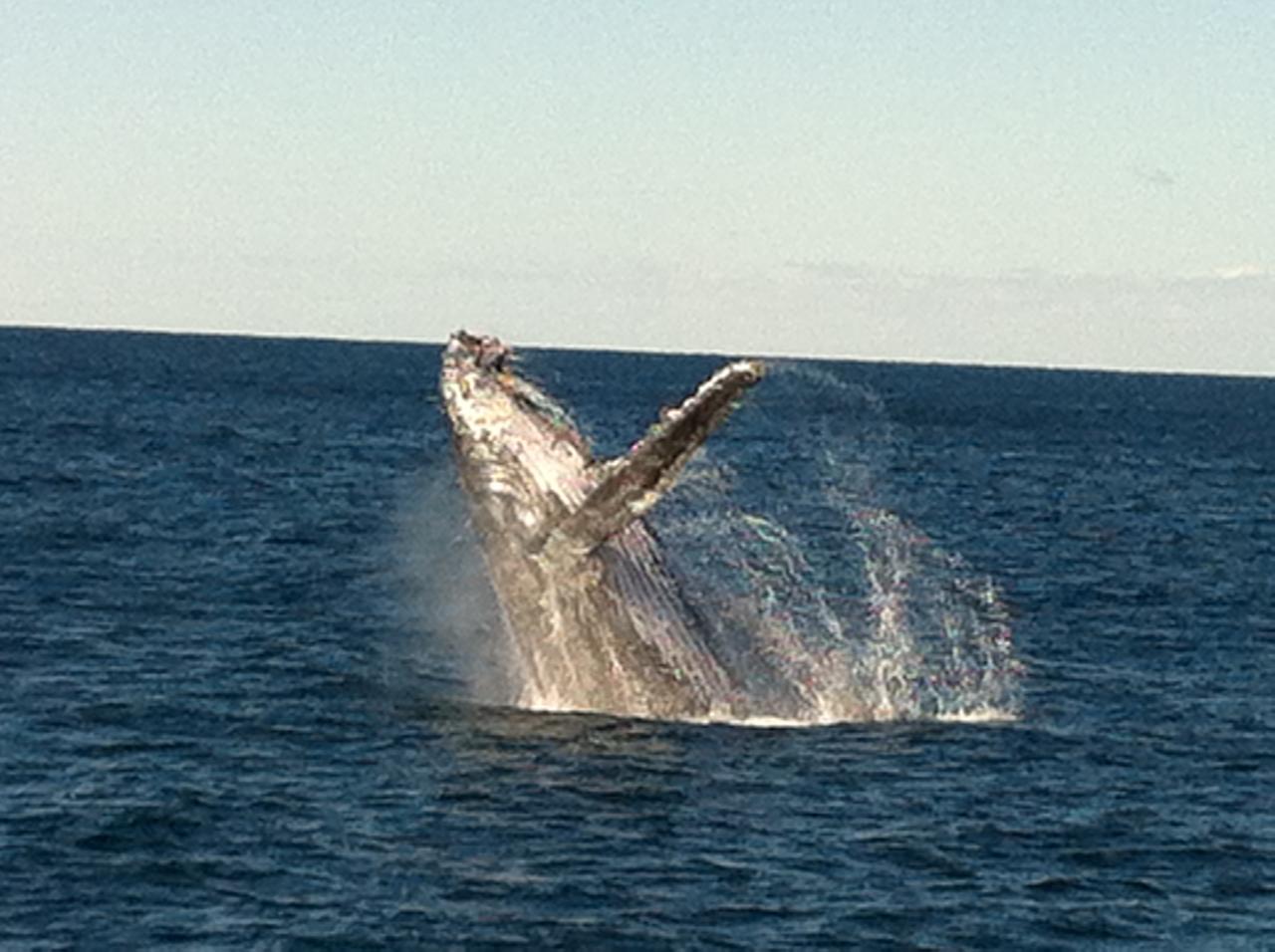 Coastal Sail and Whale Watching