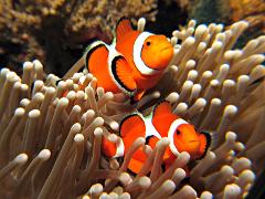 Clown Fish & Kangaroos Half Day Tour