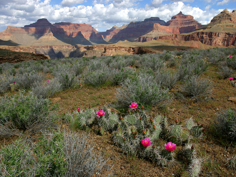 Indian Garden Backpack Women Only Grand Canyon Conservancy