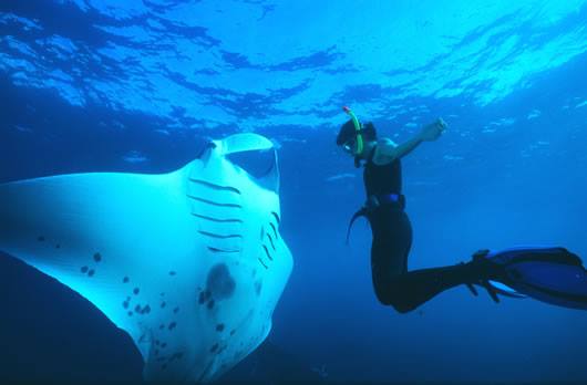 Snorkeling Trip