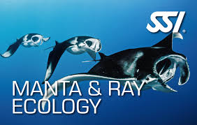 SSI Manta & Ray Ecology