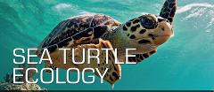 SSI Turtle Ecology 