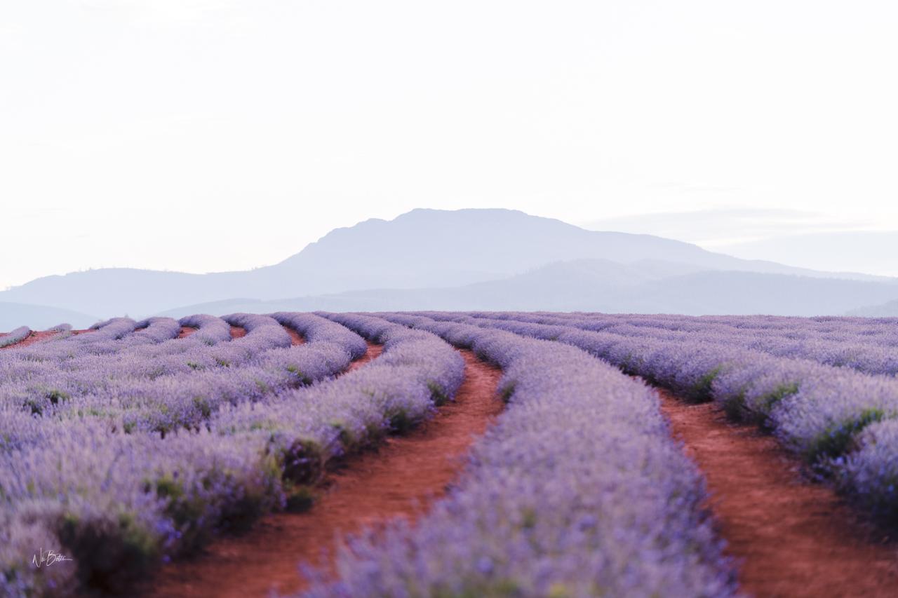Bridestowe Lavender Farm