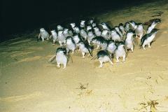 phillip island penguin tour