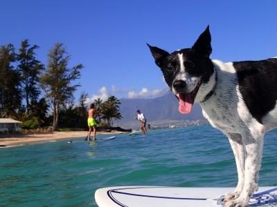 Paddle with your Pooch 