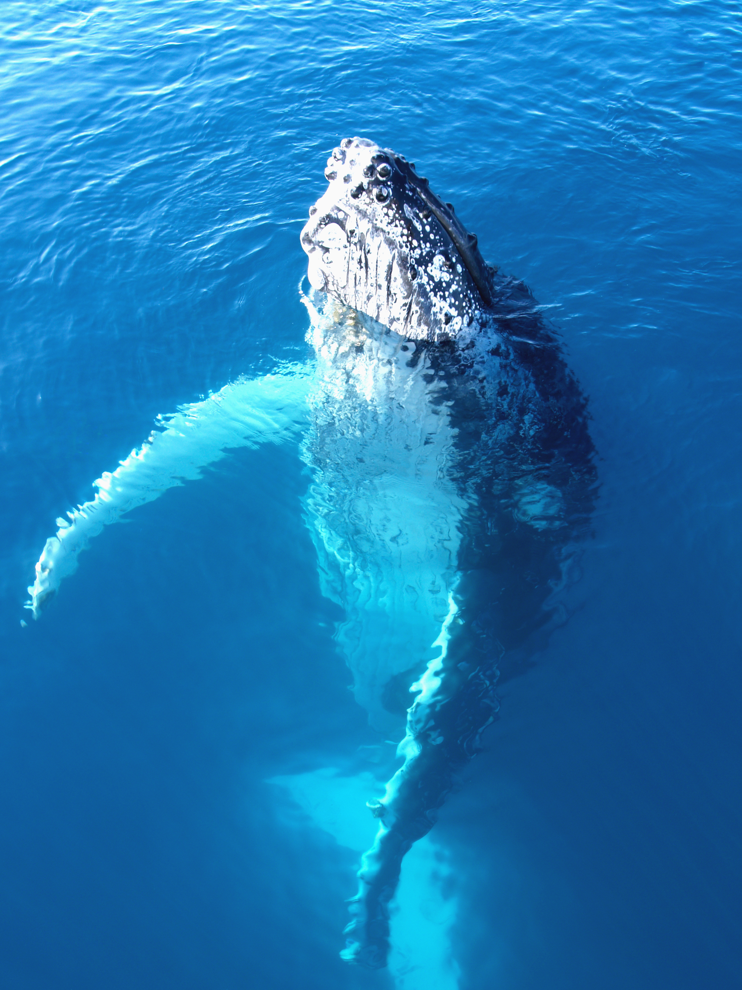 Whale Shark / Humpback Whale / Ningaloo Reef Snorkelling Eco Tour starts (Mid July to late October)