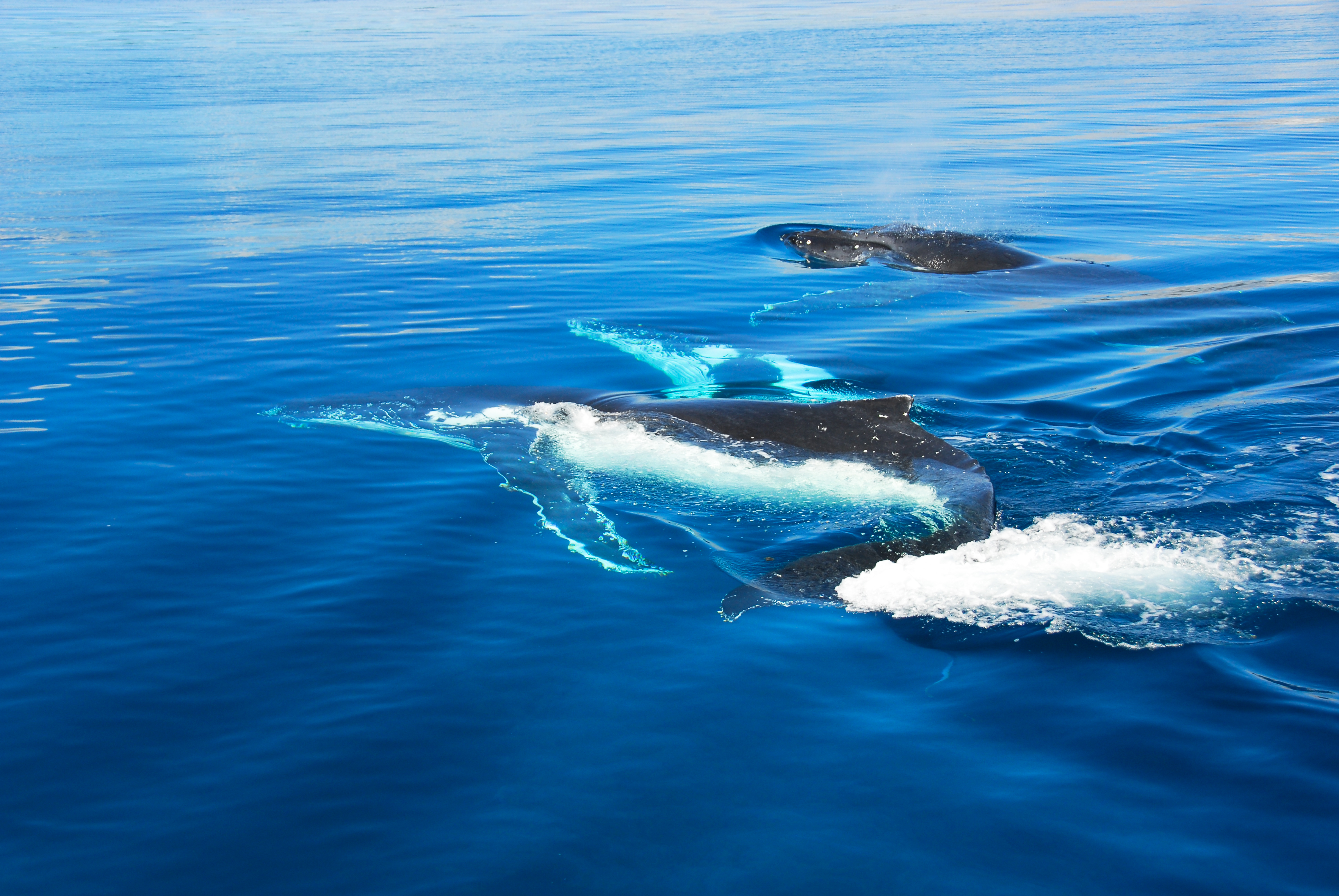 Whale Shark / Humpback Whale / Ningaloo Reef Snorkelling Eco Tour starts (Mid July to late October)